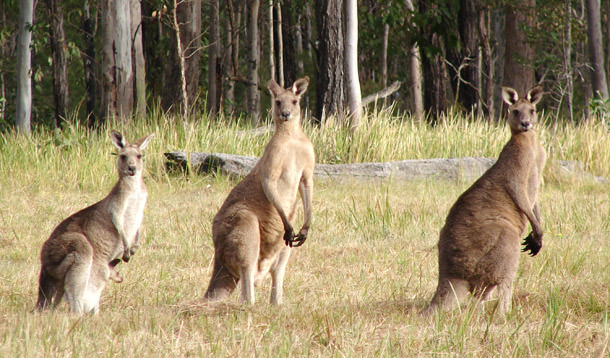 Avustralya'ya Gitmek İçin 8 Neden