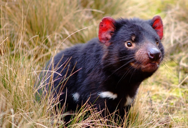 Avustralya'ya Gitmek İçin 8 Neden