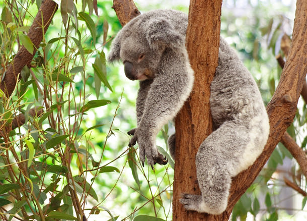 Avustralya'ya Gitmek İçin 8 Neden