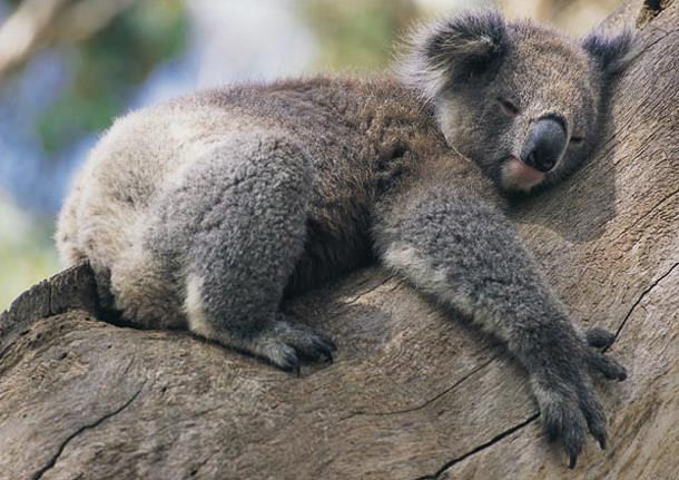 Avustralya'ya Gitmek İçin 8 Neden