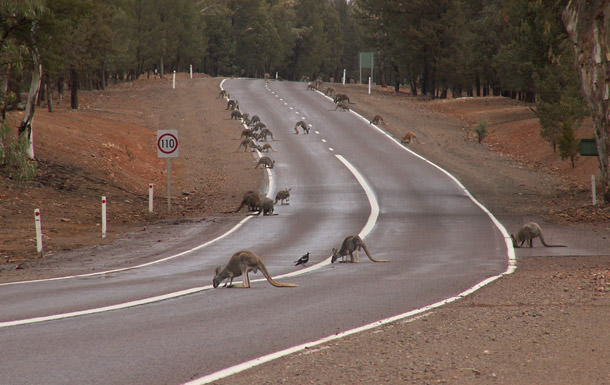 Avustralya'ya Gitmek İçin 8 Neden