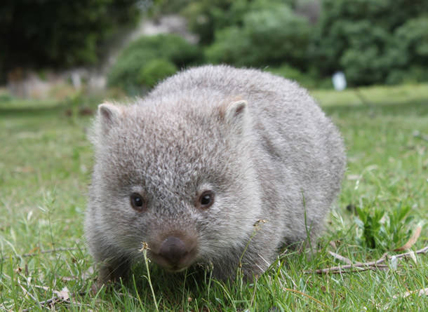 Avustralya'ya Gitmek İçin 8 Neden