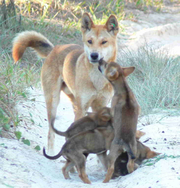 Avustralya'ya Gitmek İçin 8 Neden