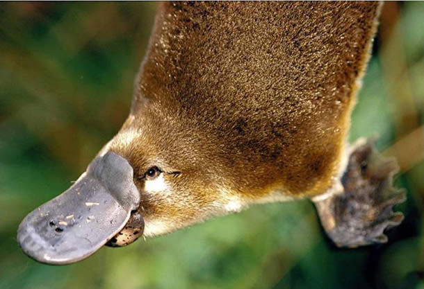 Avustralya'ya Gitmek İçin 8 Neden