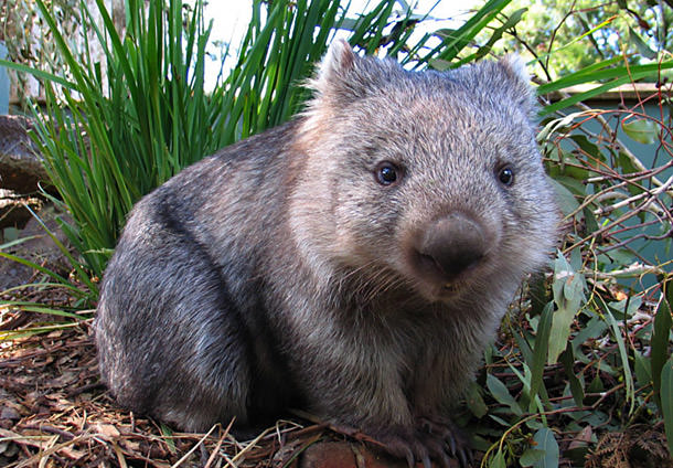 Avustralya'ya Gitmek İçin 8 Neden