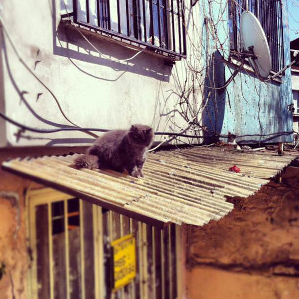 Instagram'ın en iyi fotoğrafları