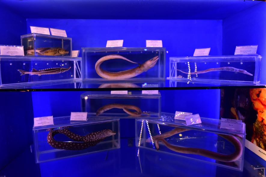 Deniz Müzesinden muhteşem kareler