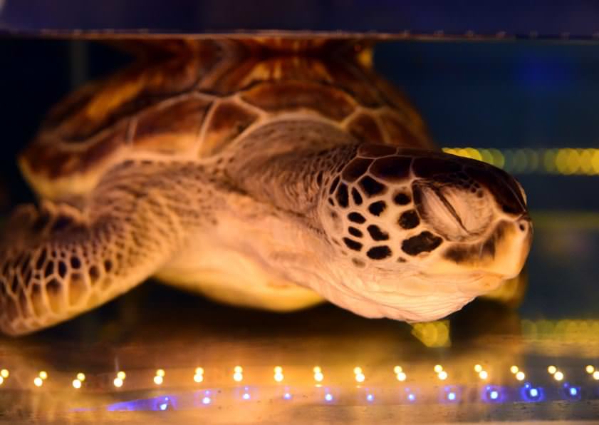 Deniz Müzesinden muhteşem kareler