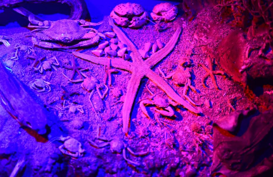 Deniz Müzesinden muhteşem kareler