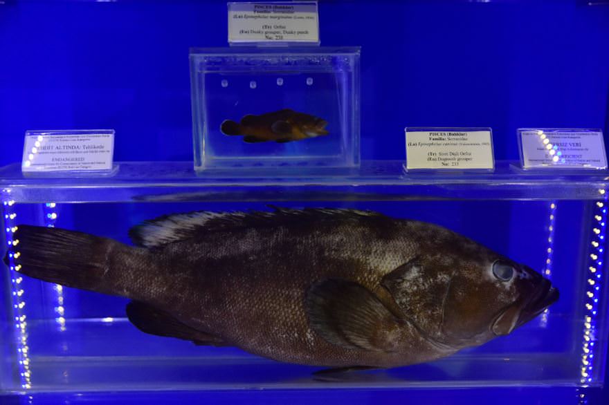 Deniz Müzesinden muhteşem kareler