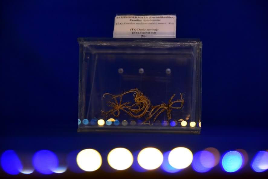 Deniz Müzesinden muhteşem kareler