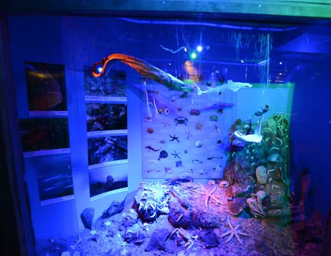 Deniz Müzesinden muhteşem kareler