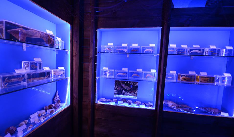 Deniz Müzesinden muhteşem kareler