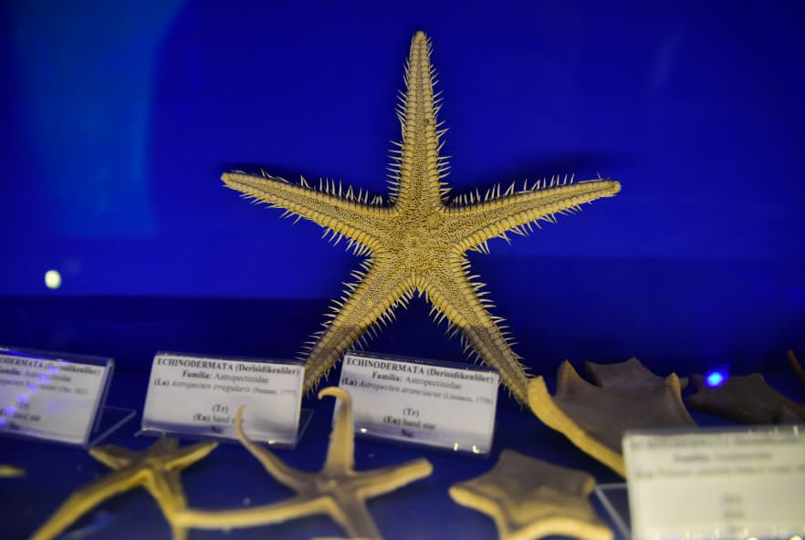 Deniz Müzesinden muhteşem kareler