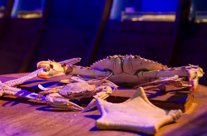 Deniz Müzesinden muhteşem kareler