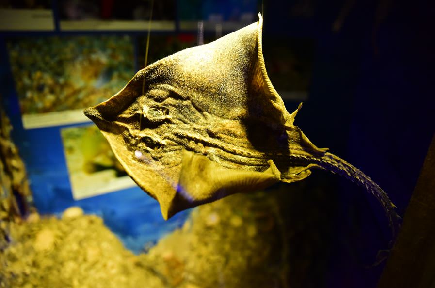 Deniz Müzesinden muhteşem kareler