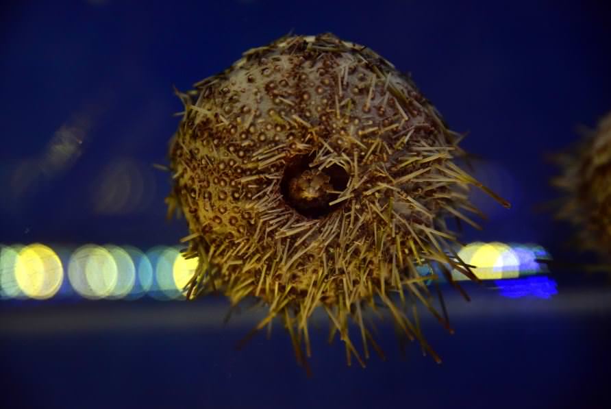 Deniz Müzesinden muhteşem kareler