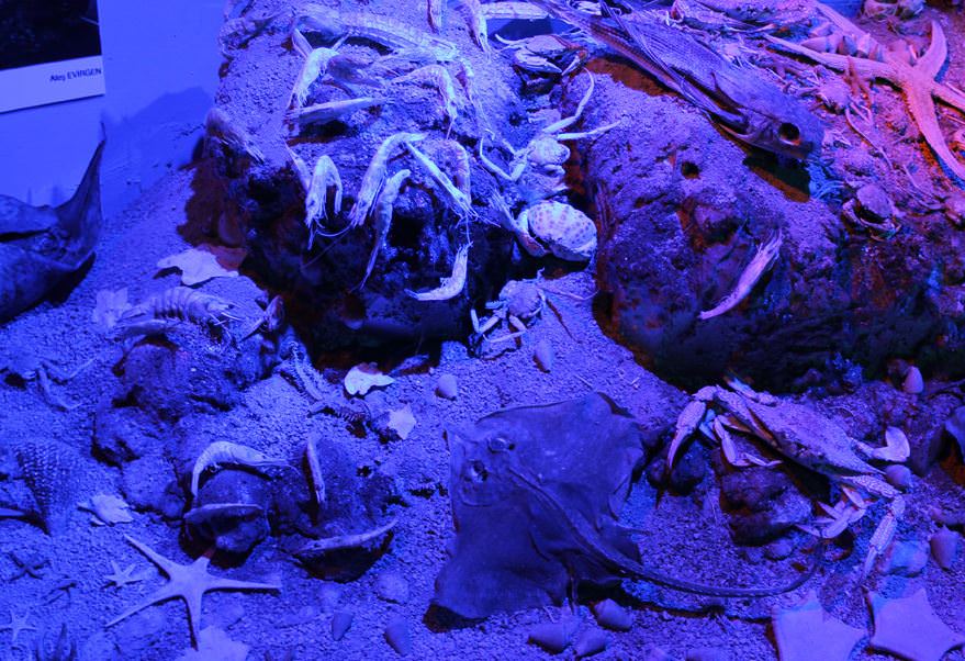 Deniz Müzesinden muhteşem kareler