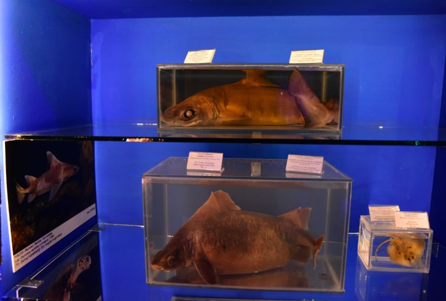 Deniz Müzesinden muhteşem kareler