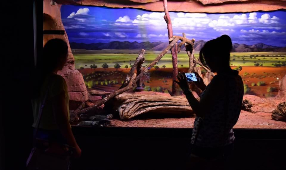 Dünya'nın gizemli canlıları