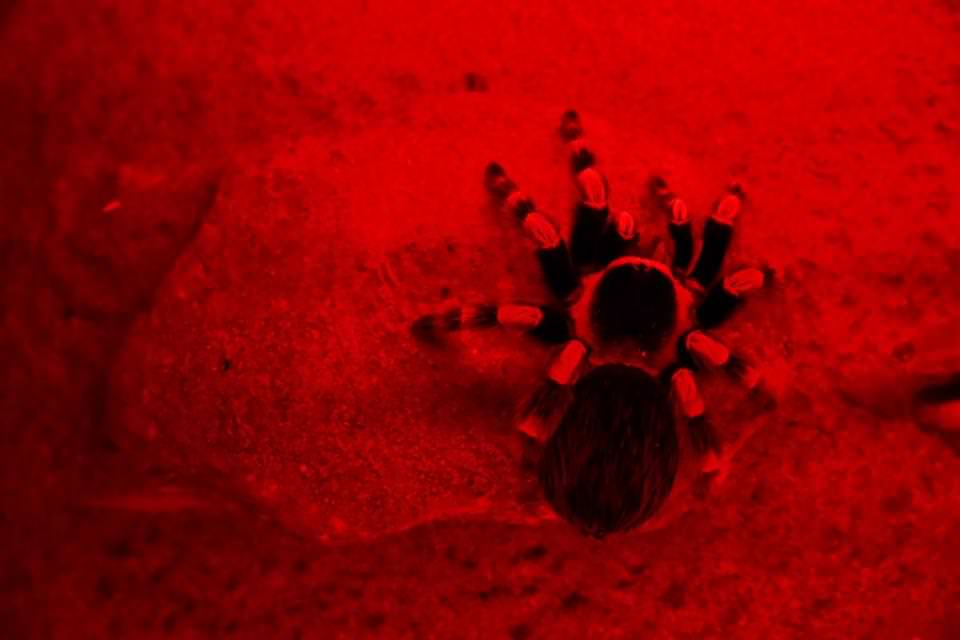 Dünya'nın gizemli canlıları