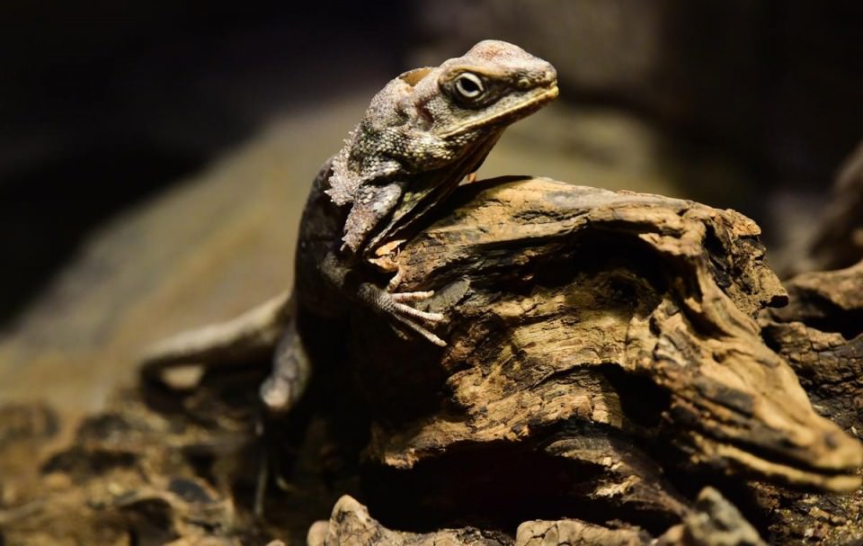 Dünya'nın gizemli canlıları