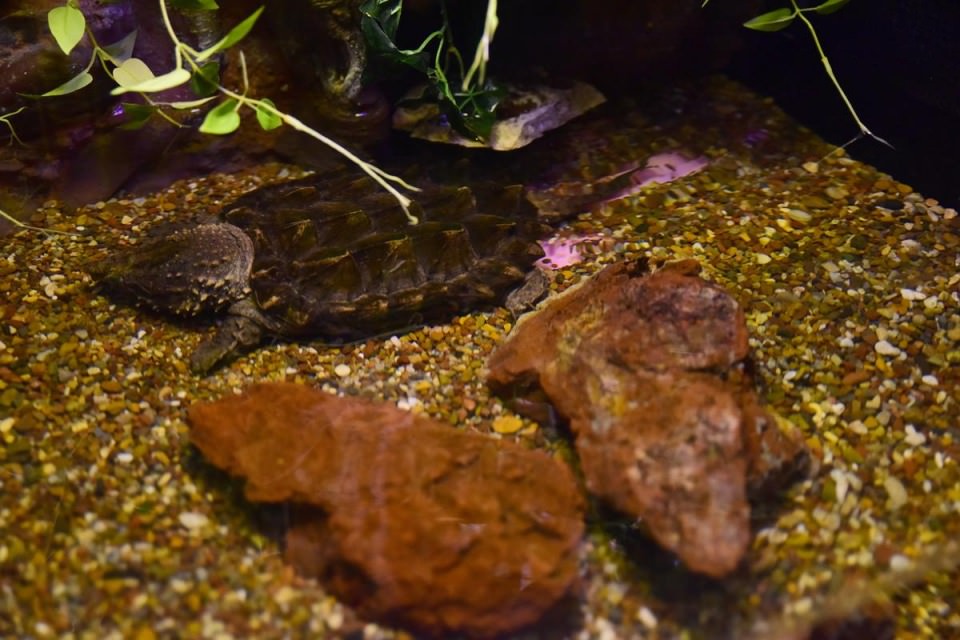 Dünya'nın gizemli canlıları