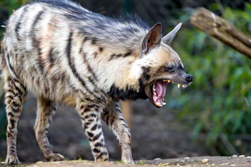 Dünya'nın gizemli canlıları
