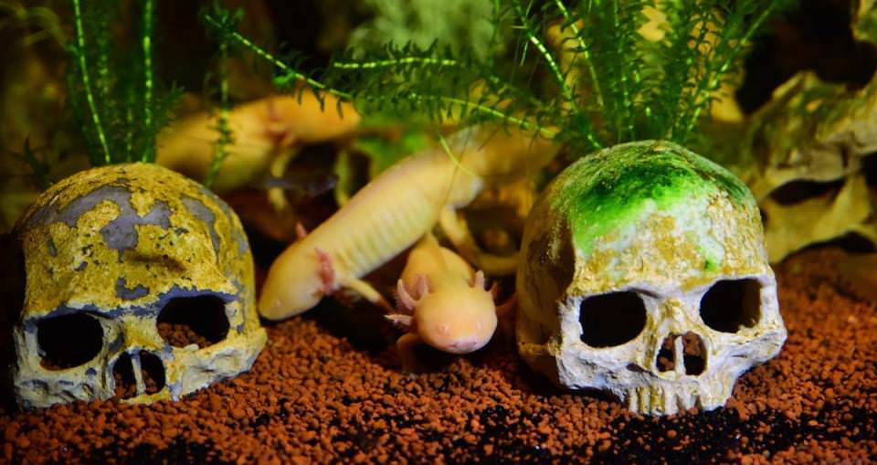 Dünya'nın gizemli canlıları