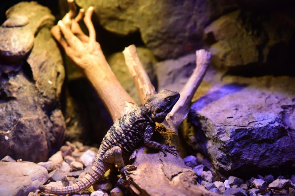 Dünya'nın gizemli canlıları