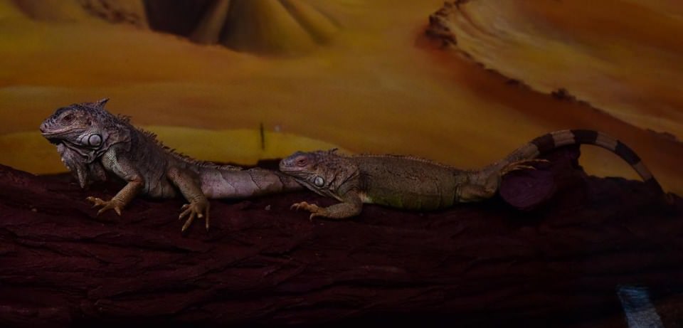 Dünya'nın gizemli canlıları