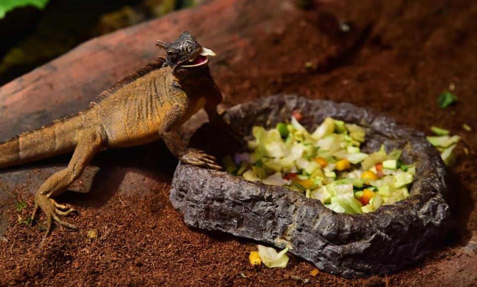 Dünya'nın gizemli canlıları