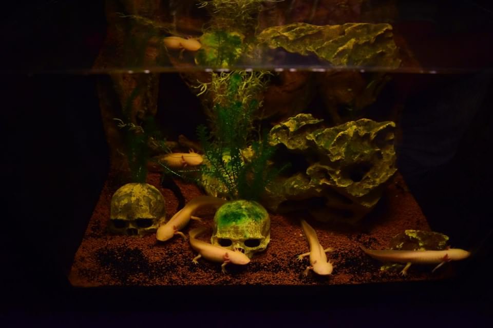 Dünya'nın gizemli canlıları