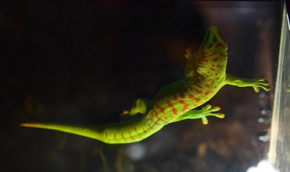 Dünya'nın gizemli canlıları