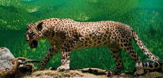 Dünya'nın gizemli canlıları