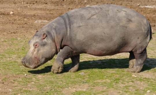 Dünya'nın gizemli canlıları
