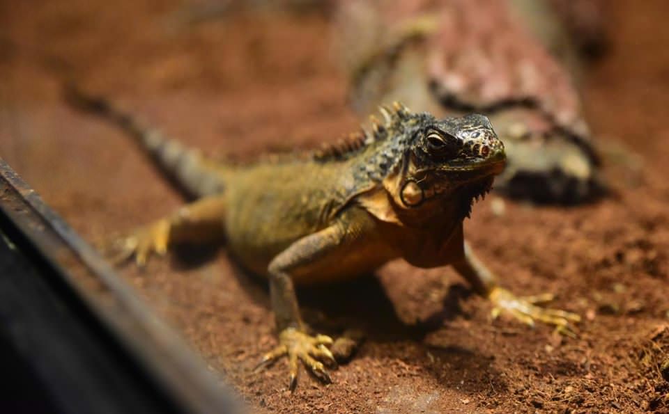 Dünya'nın gizemli canlıları