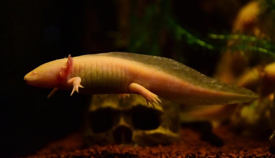 Dünya'nın gizemli canlıları