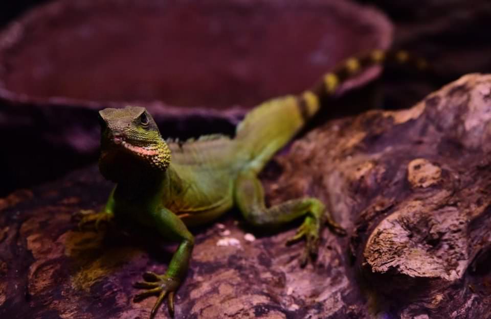 Dünya'nın gizemli canlıları