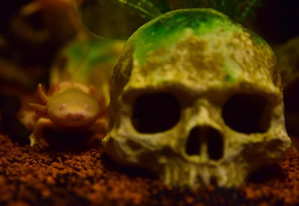 Dünya'nın gizemli canlıları