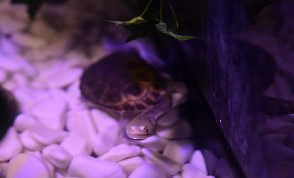 Dünya'nın gizemli canlıları