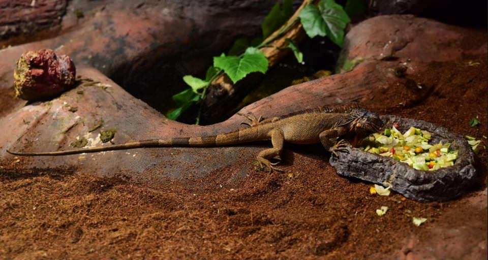 Dünya'nın gizemli canlıları