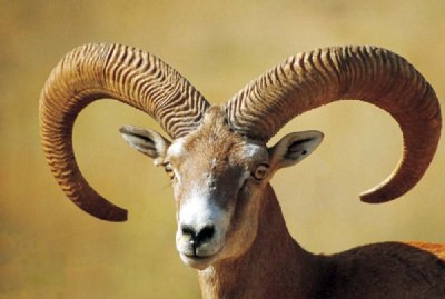 Dünya'nın gizemli canlıları