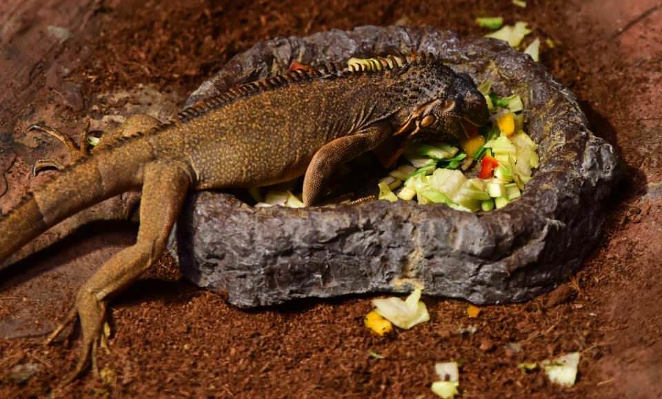 Dünya'nın gizemli canlıları