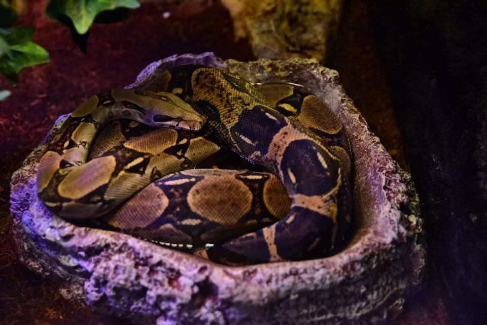 Dünya'nın gizemli canlıları