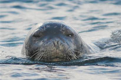 Dünya'nın gizemli canlıları