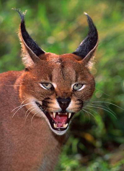 Dünya'nın gizemli canlıları