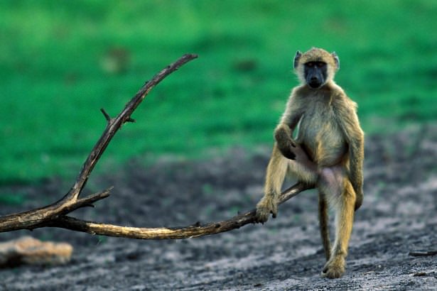 2015 yılının en seçkin fotoğrafları