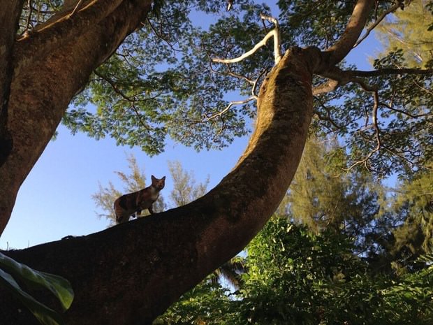 Hepimizden daha çok seyahat eden kedi: Amelia