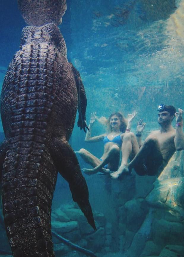 Ekstrem tatil: Avustralya'da timsah havuzu